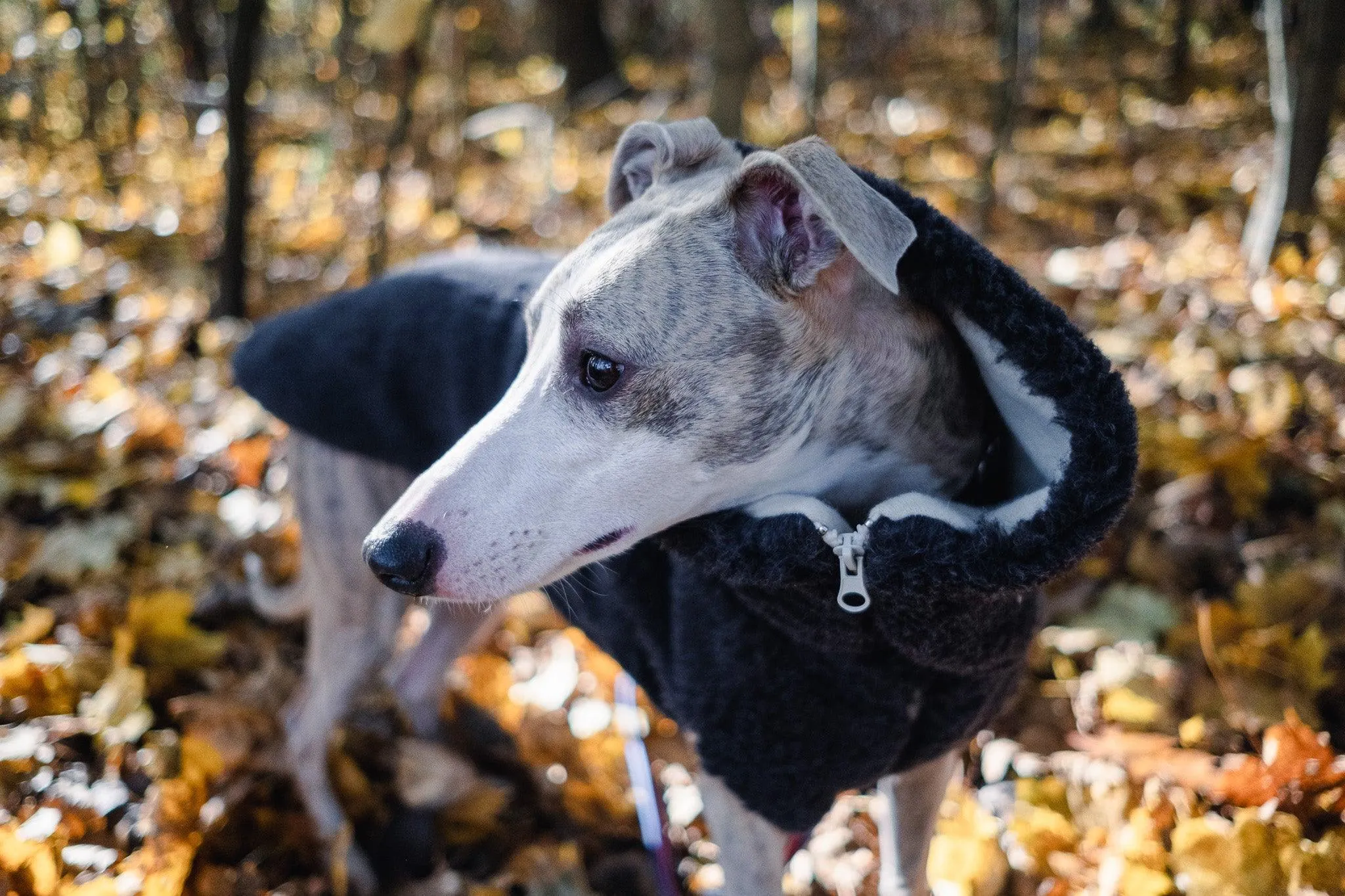 Woolen Dog Vest - Charcoal